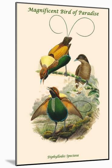 Diphyllodes Speciosa -Magnificent Bird of Paradise-John Gould-Mounted Art Print