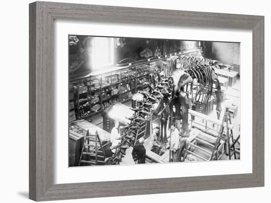 Diplodocus Dinosaur Being Assembled In Paris Museum-null-Framed Art Print