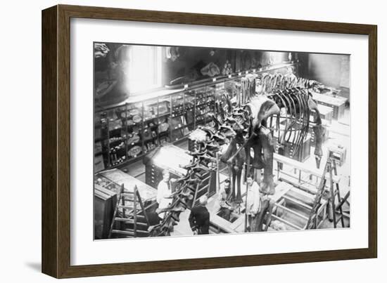Diplodocus Dinosaur Being Assembled In Paris Museum-null-Framed Art Print