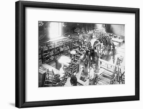 Diplodocus Dinosaur Being Assembled In Paris Museum-null-Framed Art Print