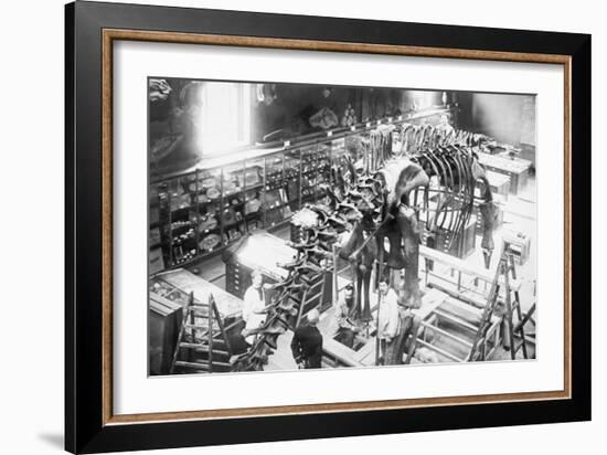 Diplodocus Dinosaur Being Assembled In Paris Museum-null-Framed Art Print