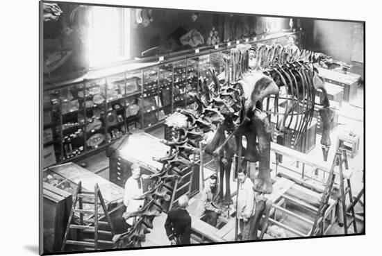 Diplodocus Dinosaur Being Assembled In Paris Museum-null-Mounted Art Print