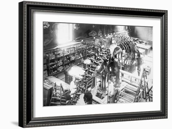 Diplodocus Dinosaur Being Assembled In Paris Museum-null-Framed Art Print