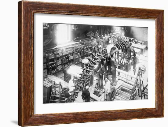 Diplodocus Dinosaur Being Assembled In Paris Museum-null-Framed Premium Giclee Print