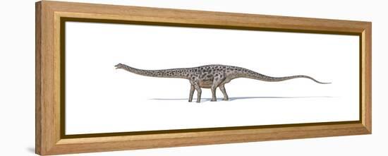 Diplodocus Dinosaur on White Background-null-Framed Stretched Canvas