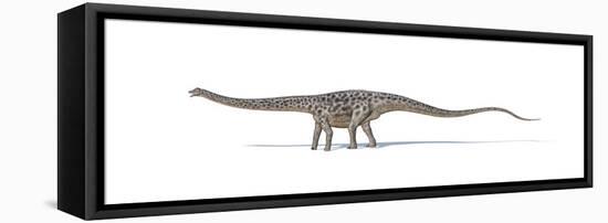 Diplodocus Dinosaur on White Background-null-Framed Stretched Canvas