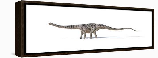 Diplodocus Dinosaur on White Background-null-Framed Stretched Canvas