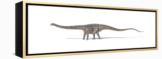 Diplodocus Dinosaur on White Background-null-Framed Stretched Canvas