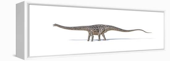 Diplodocus Dinosaur on White Background-null-Framed Stretched Canvas