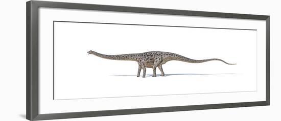 Diplodocus Dinosaur on White Background-null-Framed Art Print