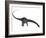 Diplodocus Dinosaur with Head Down-Stocktrek Images-Framed Art Print