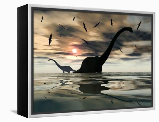 Diplodocus Dinosaurs Bathe in a Large Body of Water-Stocktrek Images-Framed Premier Image Canvas