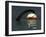 Diplodocus Dinosaurs Bathe in a Large Body of Water-Stocktrek Images-Framed Photographic Print