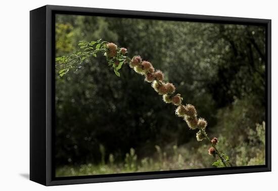 Diplolepis Rosae (Mossy Rose Gall Wasp) - Rose Bedeguar Gall-Paul Starosta-Framed Premier Image Canvas