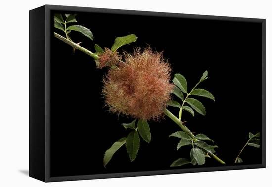 Diplolepis Rosae (Mossy Rose Gall Wasp) - Rose Bedeguar Gall-Paul Starosta-Framed Premier Image Canvas