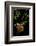 Diplolepis Rosae (Mossy Rose Gall Wasp) - Rose Bedeguar Gall-Paul Starosta-Framed Photographic Print