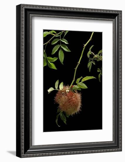 Diplolepis Rosae (Mossy Rose Gall Wasp) - Rose Bedeguar Gall-Paul Starosta-Framed Photographic Print