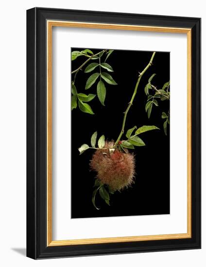 Diplolepis Rosae (Mossy Rose Gall Wasp) - Rose Bedeguar Gall-Paul Starosta-Framed Photographic Print