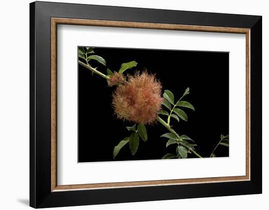 Diplolepis Rosae (Mossy Rose Gall Wasp) - Rose Bedeguar Gall-Paul Starosta-Framed Photographic Print