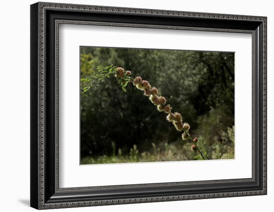 Diplolepis Rosae (Mossy Rose Gall Wasp) - Rose Bedeguar Gall-Paul Starosta-Framed Photographic Print