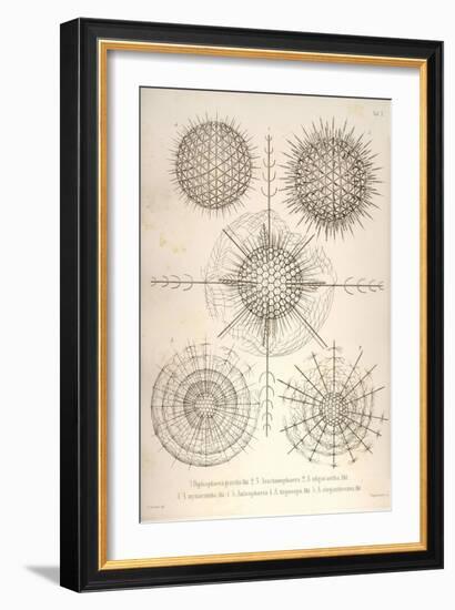 Diplosphaera Gracilis, Arachnosphaera, and Aulosphaera-Ernst Haeckel-Framed Art Print