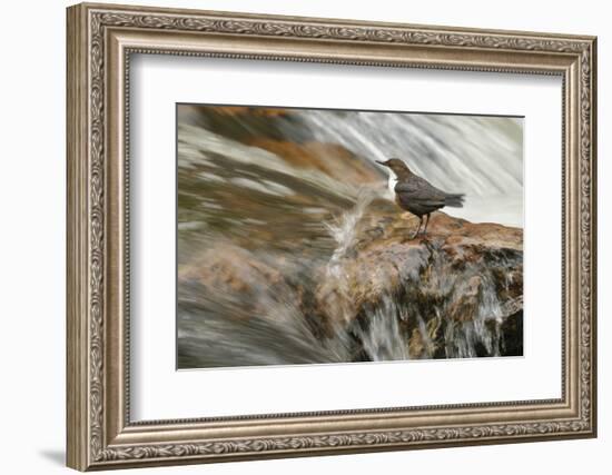 Dipper (Cinclus Cinclus) on Rock in Stream. Perthshire, Scotland, May-Fergus Gill-Framed Photographic Print