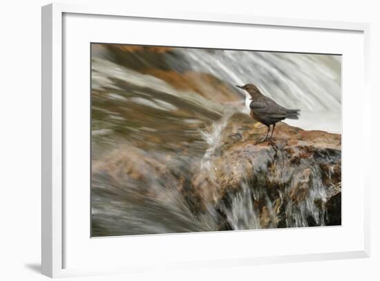 Dipper (Cinclus Cinclus) on Rock in Stream. Perthshire, Scotland, May-Fergus Gill-Framed Photographic Print