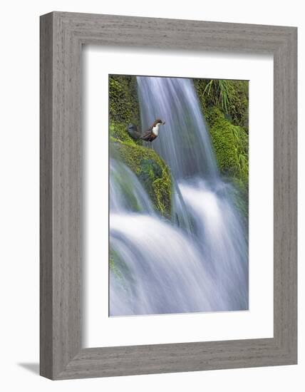 Dipper (Cinclus Cinclus) Perched on Moss-Covered Waterfall, Peak District Np, Derbyshire, UK-Ben Hall-Framed Photographic Print