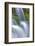 Dipper (Cinclus Cinclus) Perched on Moss-Covered Waterfall, Peak District Np, Derbyshire, UK-Ben Hall-Framed Photographic Print