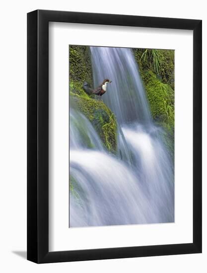 Dipper (Cinclus Cinclus) Perched on Moss-Covered Waterfall, Peak District Np, Derbyshire, UK-Ben Hall-Framed Photographic Print