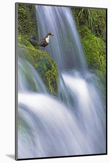 Dipper (Cinclus Cinclus) Perched on Moss-Covered Waterfall, Peak District Np, Derbyshire, UK-Ben Hall-Mounted Photographic Print