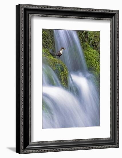 Dipper (Cinclus Cinclus) Perched on Moss-Covered Waterfall, Peak District Np, Derbyshire, UK-Ben Hall-Framed Photographic Print