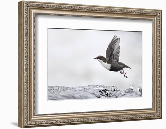 Dipper (Cinclus cinclus) taking off from water, Kuusamo, Finland, January-Markus Varesvuo-Framed Photographic Print