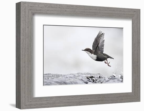 Dipper (Cinclus cinclus) taking off from water, Kuusamo, Finland, January-Markus Varesvuo-Framed Photographic Print