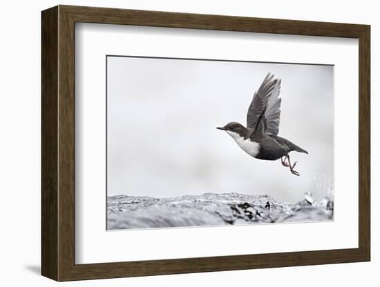 Dipper (Cinclus cinclus) taking off from water, Kuusamo, Finland, January-Markus Varesvuo-Framed Photographic Print