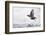 Dipper (Cinclus cinclus) taking off from water, Kuusamo, Finland, January-Markus Varesvuo-Framed Photographic Print