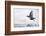 Dipper (Cinclus cinclus) taking off from water, Kuusamo, Finland, January-Markus Varesvuo-Framed Photographic Print