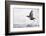 Dipper (Cinclus cinclus) taking off from water, Kuusamo, Finland, January-Markus Varesvuo-Framed Photographic Print