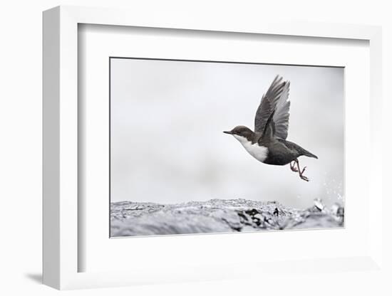 Dipper (Cinclus cinclus) taking off from water, Kuusamo, Finland, January-Markus Varesvuo-Framed Photographic Print