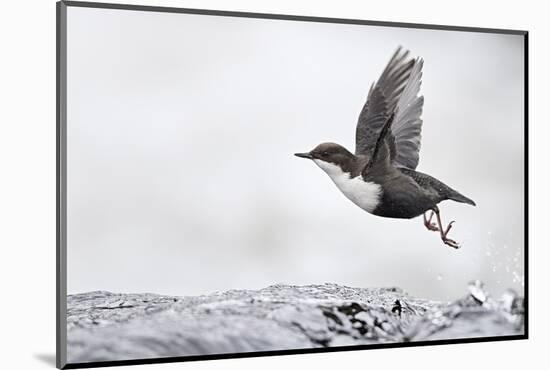 Dipper (Cinclus cinclus) taking off from water, Kuusamo, Finland, January-Markus Varesvuo-Mounted Photographic Print