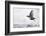 Dipper (Cinclus cinclus) taking off from water, Kuusamo, Finland, January-Markus Varesvuo-Framed Photographic Print