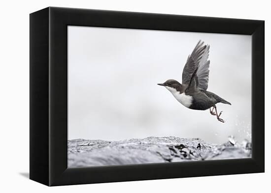 Dipper (Cinclus cinclus) taking off from water, Kuusamo, Finland, January-Markus Varesvuo-Framed Premier Image Canvas