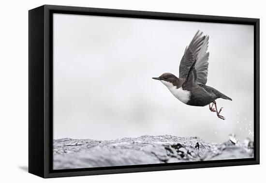 Dipper (Cinclus cinclus) taking off from water, Kuusamo, Finland, January-Markus Varesvuo-Framed Premier Image Canvas