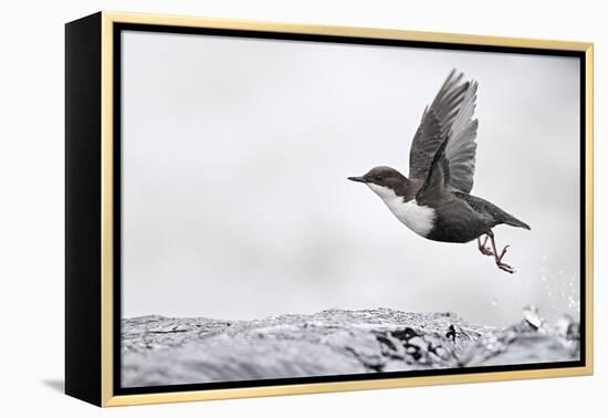 Dipper (Cinclus cinclus) taking off from water, Kuusamo, Finland, January-Markus Varesvuo-Framed Premier Image Canvas