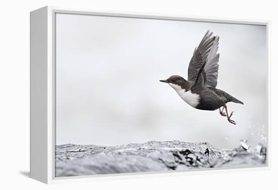 Dipper (Cinclus cinclus) taking off from water, Kuusamo, Finland, January-Markus Varesvuo-Framed Premier Image Canvas