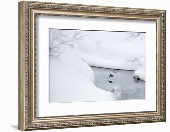 Dipper in stream surrounded by snow, Inai Kiilopaa, Finland-Markus Varesvuo-Framed Photographic Print