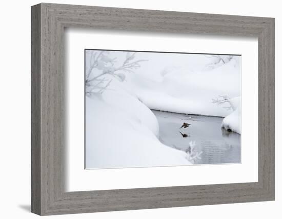 Dipper in stream surrounded by snow, Inai Kiilopaa, Finland-Markus Varesvuo-Framed Photographic Print