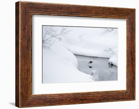 Dipper in stream surrounded by snow, Inai Kiilopaa, Finland-Markus Varesvuo-Framed Photographic Print