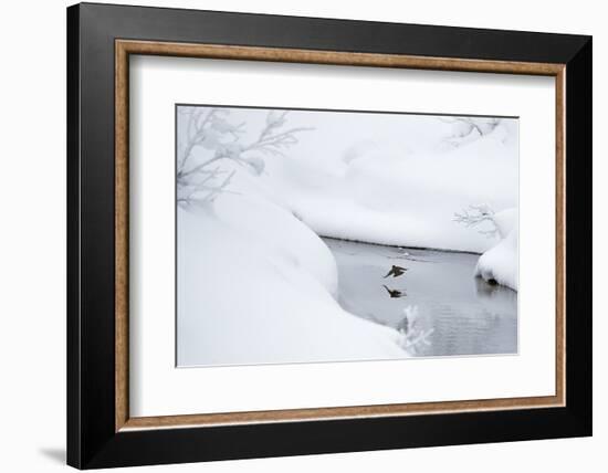 Dipper in stream surrounded by snow, Inai Kiilopaa, Finland-Markus Varesvuo-Framed Photographic Print