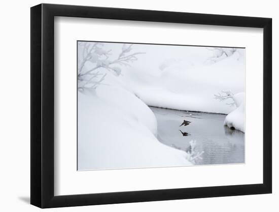 Dipper in stream surrounded by snow, Inai Kiilopaa, Finland-Markus Varesvuo-Framed Photographic Print